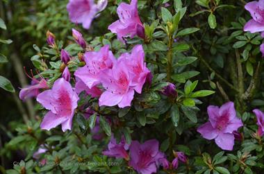 Botanical Garden, Ooty_DSC5591_H600